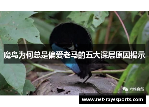 魔鸟为何总是偏爱老马的五大深层原因揭示